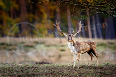 Damhirsch (Dama dama) Damhirsch (Dama dama)