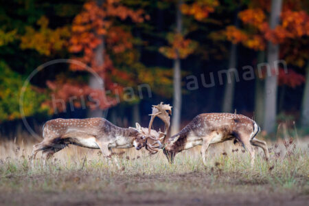 Während der Brunftzeit im Herbst kämpfen zwei Damhirsche (Dama dama) auf einer Wiese Damhirsch (Dama dama)