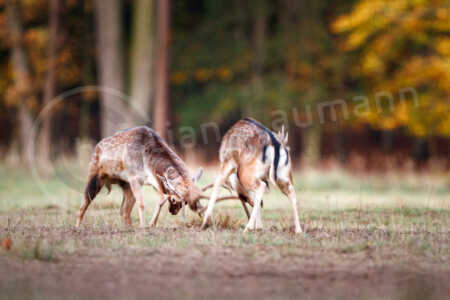 Während der Brunftzeit im Herbst kämpfen zwei Damhirsche (Dama dama) auf einer Wiese Damhirsch (Dama dama)