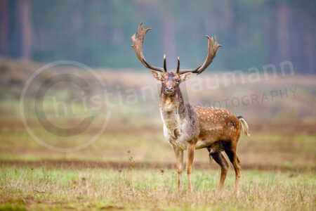 Damhirsch (dama dama), Brunft, Hessen, Deutschland Damhirsch (dama dama)