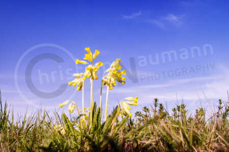 Echte Schlüsselblume (Primula veris) Echte Schlüsselblume (Primula veris)