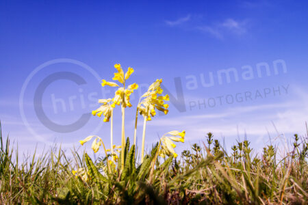 Echte Schlüsselblume (Primula veris)