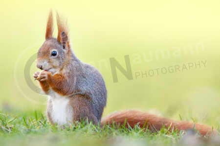Ein Eichhörnchen sitzt im Gras Eichhörnchen (Sciurus vulgaris)