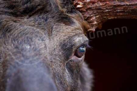 Elchportrait mit Reflexion im Auge Elch (Alces alces)