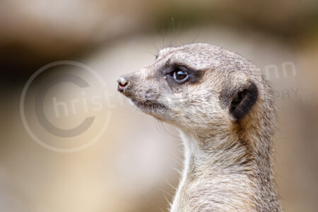 Erdmännchen (Suricata suricatta)