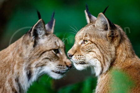 Eurasischer Luchs (Lynx lynx) Eurasischer Luchs (Lynx lynx)