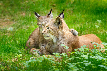 Eurasischer Luchs (Lynx lynx)