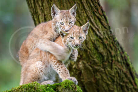 Zwei junge Luchse auf einem bemoosten Stein Eurasischer Luchs (Lynx lynx)