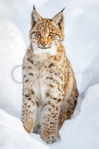 Eurasischer Luchs (Lynx lynx)