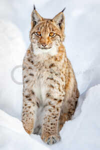Ein Eurasischer Luchs (Lynx lynx) sitzt im Winter im Schnee. Eurasischer Luchs (Lynx lynx)