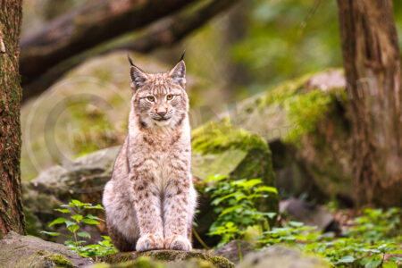 Eurasischer Luchs (Lynx lynx)
