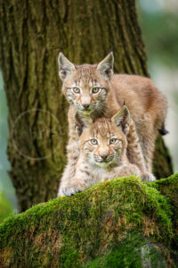 Eurasischer Luchs (Lynx lynx)