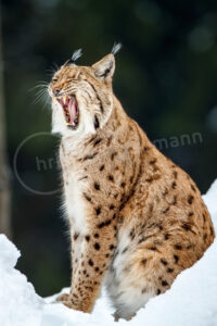 Eurasischer Luchs (Lynx lynx)