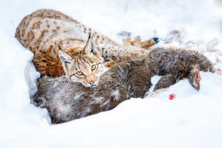 Eurasischer Luchs (Lynx lynx) Eurasischer Luchs (Lynx lynx)
