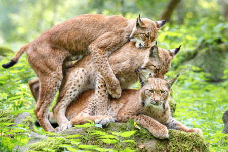 Drei eurasische Luchse sitzen im Wald auf einem Stein aufeinander. Eurasischer Luchs (Lynx lynx)