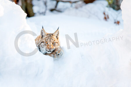 Eurasischer Luchs (Lynx lynx)