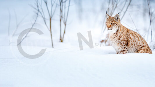Eurasischer Luchs (Lynx lynx) Eurasischer Luchs (Lynx lynx)