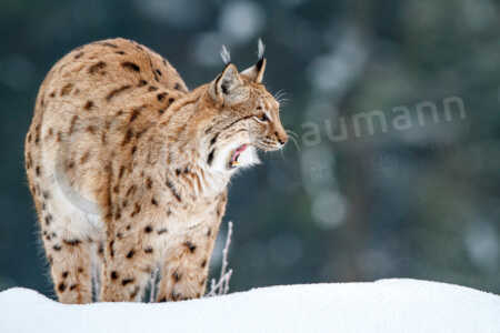 Ein eurasischer Luchs steht im Schnee, öffnet sein Maul und zeigt Zunge und Zähne. Eurasischer Luchs (Lynx lynx)