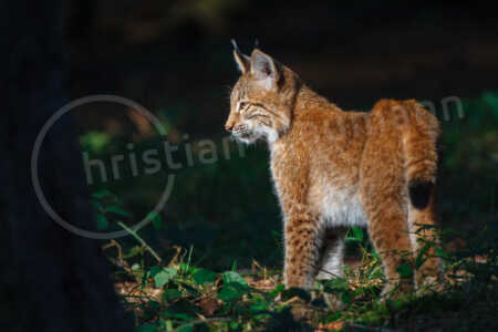 Eurasischer Luchs (Lynx lynx) Eurasischer Luchs (Lynx lynx)