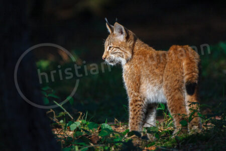 Eurasischer Luchs (Lynx lynx)