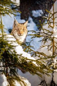 Eurasischer Luchs (Lynx lynx)