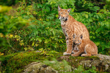 Eurasischer Luchs (Lynx lynx)