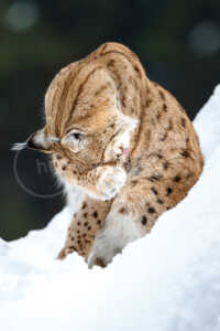 Eurasischer Luchs (Lynx lynx) Eurasischer Luchs (Lynx lynx)