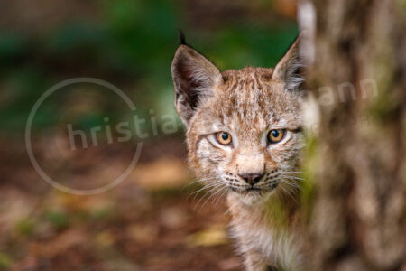 Eurasischer Luchs (Lynx lynx)