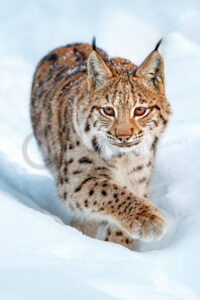Eurasischer Luchs (Lynx lynx)