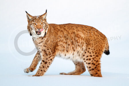 Ein eurasischer Luchs steht im Schnee, öffnet sein Maul und zeigt Zunge und Zähne. Eurasischer Luchs (Lynx lynx)