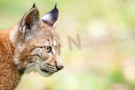 Eurasischer Luchs (Lynx lynx)