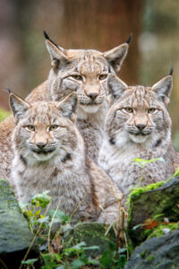 Eurasischer Luchs (Lynx lynx)
