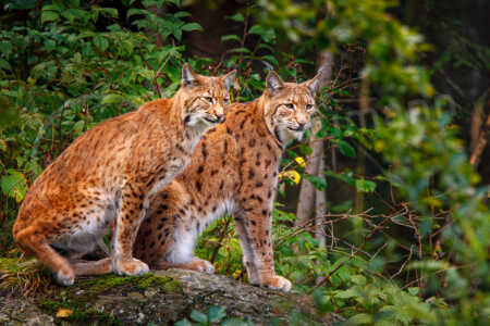 Eurasischer Luchs (Lynx lynx) Eurasischer Luchs (Lynx lynx)