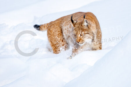Eurasischer Luchs (Lynx lynx)