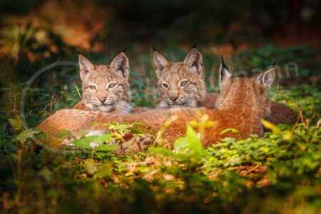Auf einer Waldlichtung liegen zwei junge Luchse hinter ihrer Mutter. Eurasischer Luchs (Lynx lynx)
