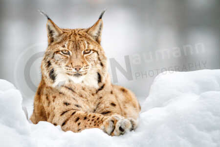 Ein Eurasischer Luchs liegt in einer Vertiefung im Schnee Eurasischer Luchs (Lynx lynx)