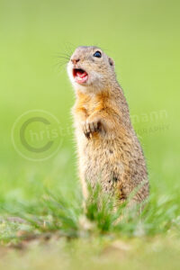 Europäische Ziesel (Spermophilus citellus)