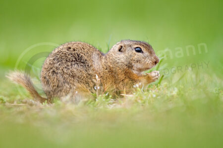 Europäische Ziesel (Spermophilus citellus)