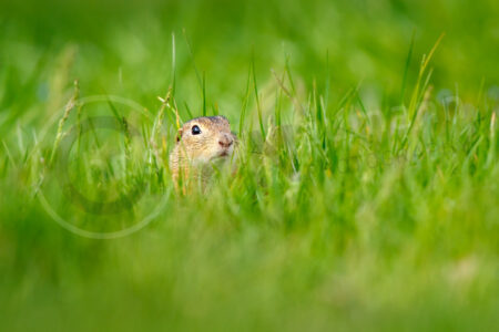 Europäische Ziesel (Spermophilus citellus)