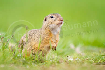 Ein Europäisches Ziesel (Spermophilus citellus), auch Schlichtziesel genannt, auf einer grünen Wiese Europäische Ziesel (Spermophilus citellus)