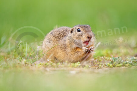 Europäische Ziesel (Spermophilus citellus)