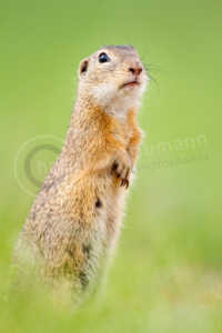 Ein Europäisches Ziesel (Spermophilus citellus), auch Schlichtziesel genannt, auf einer grünen Wiese Europäische Ziesel (Spermophilus citellus)