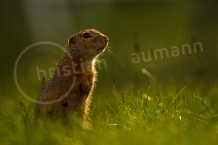 Europäische Ziesel (Spermophilus citellus)