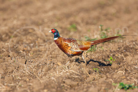 Fasan (Phasianus colchicus)