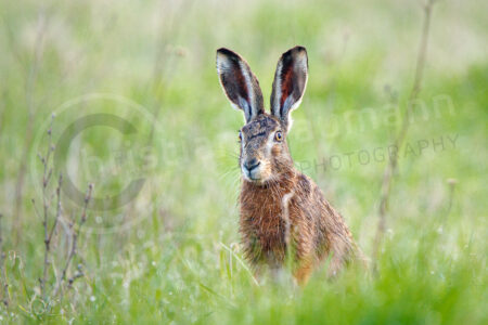 Feldhase (Lepus europaeus) Feldhase (Lepus europaeus)