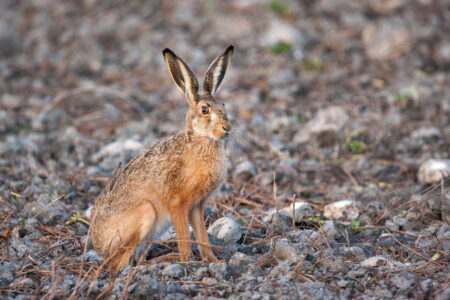 Feldhase (Lepus europaeus) Feldhase (Lepus europaeus)