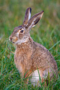 Feldhase in einer Wiese im Frühling Feldhase (Lepus europaeus)