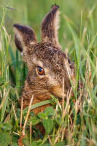 Feldhase (Lepus europaeus) Feldhase (Lepus europaeus)