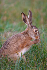 Feldhase in einer Wiese im Frühling Feldhase (Lepus europaeus)