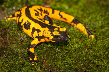 Feuersalamander (Salamandra salamandra)